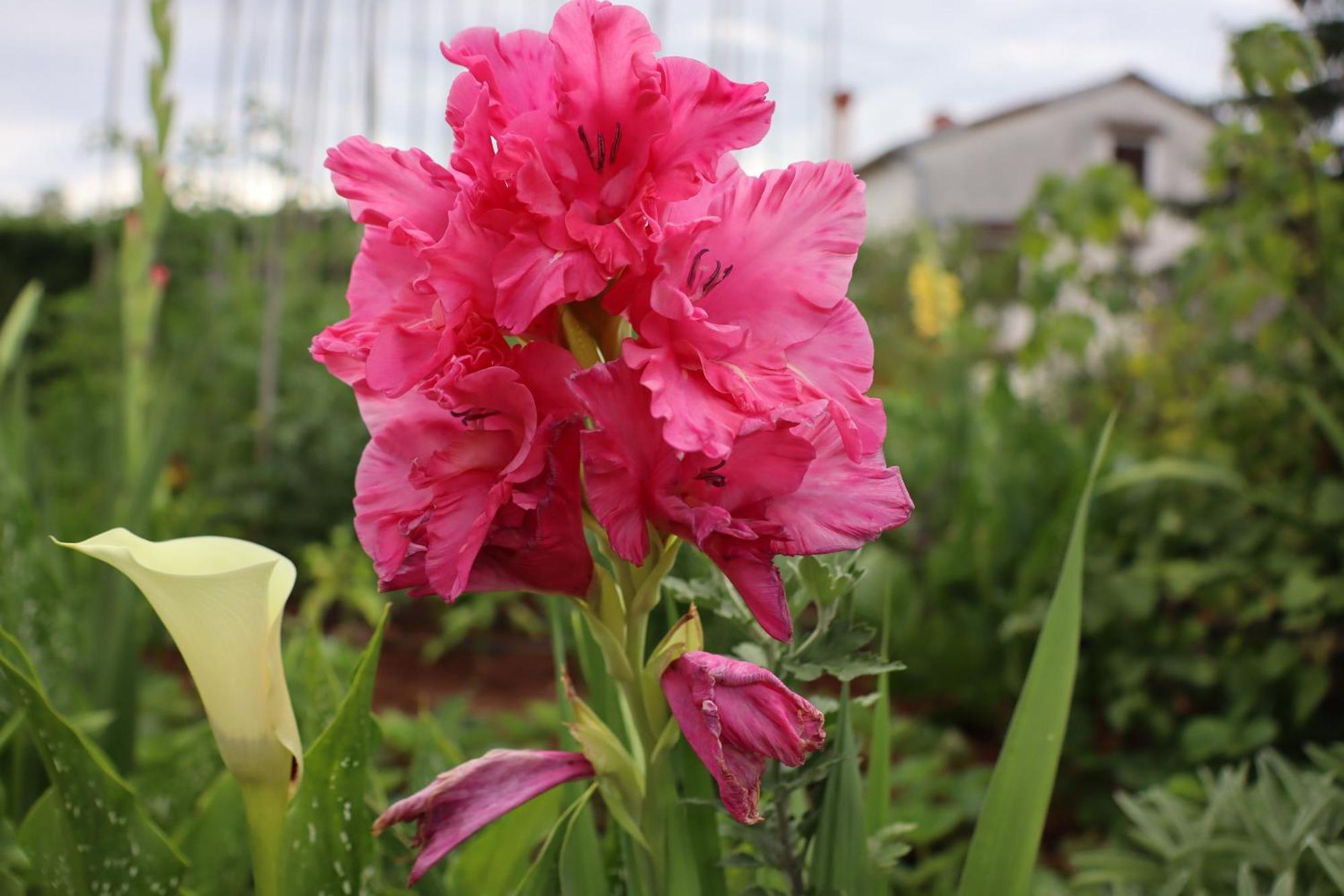 Garden Villa Štanjel Kültér fotó